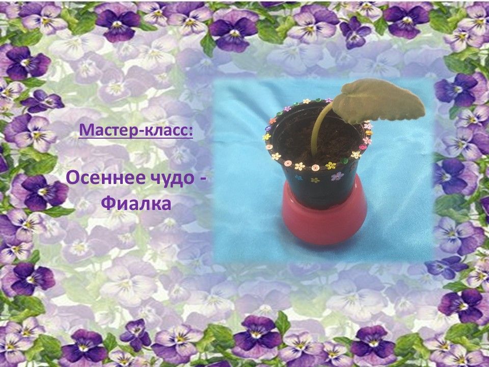 мк фиалка.jpg